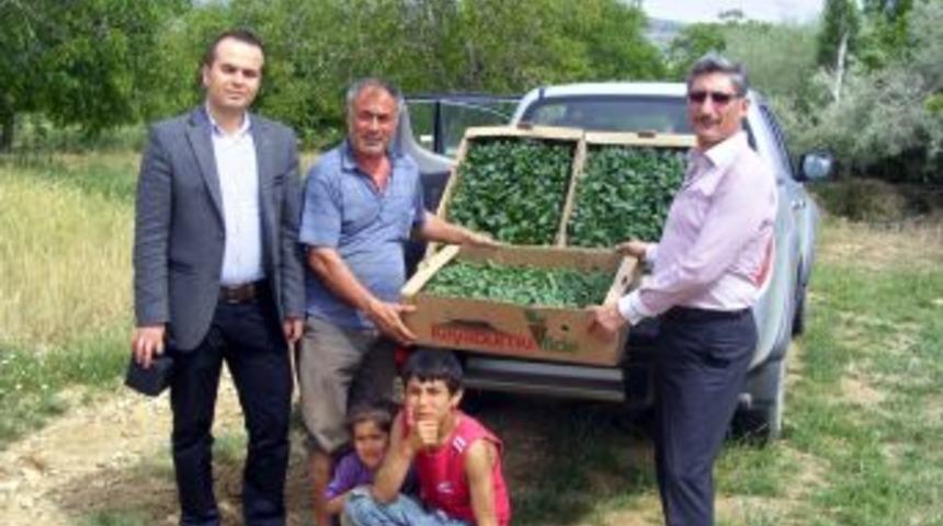 &Ccedil;ağlayancerit'te Sal&ccedil;alık Biber Fidesi Dağıtıldı