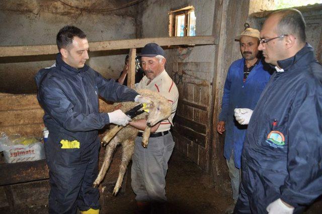 Yozgat’ta 200 Bin Küçükbaş Hayvana Veba Aşısı Yapılacak