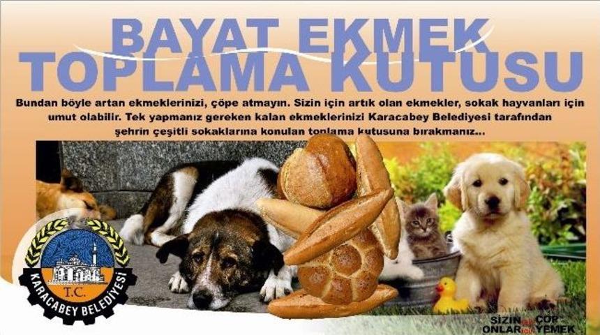 Karacabey&rsquo;de Bayat Ekmekler Sokak Hayvanlarına