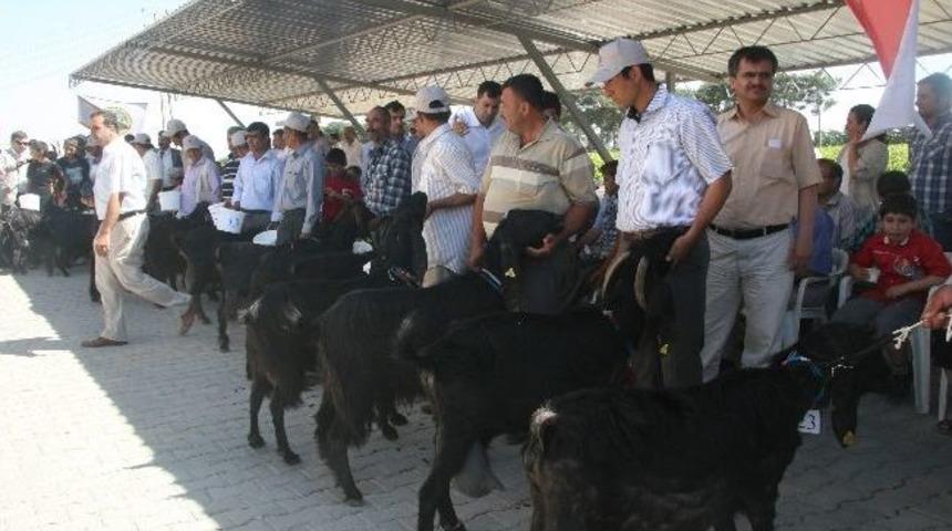 Ke&ccedil;iler Birincilik İ&ccedil;in Yarıştı