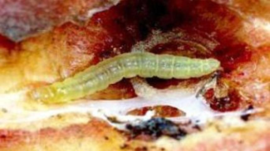 Tarım İl M&uuml;d&uuml;rl&uuml;ğ&uuml; Yetkilileri Şeftali I&ccedil;in 'i&ccedil; Kurdu' Uyarısı Yaptı