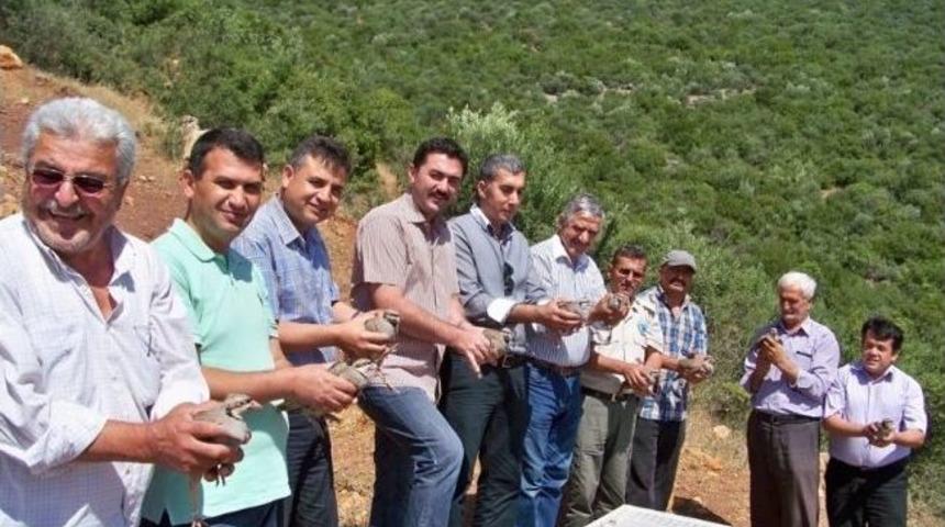 Hassa&rsquo;da 500 Kınalı Keklik Doğaya Bırakıldı.