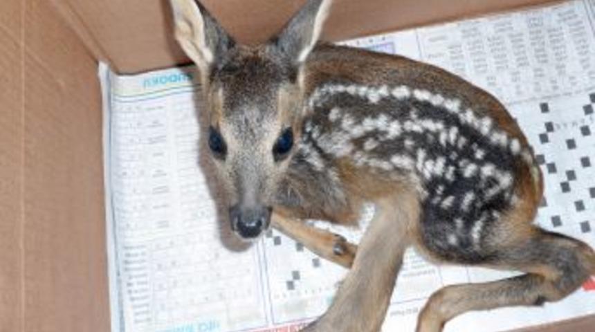 Yaralı Yavru Karaca, Tedavi Altına Alındı