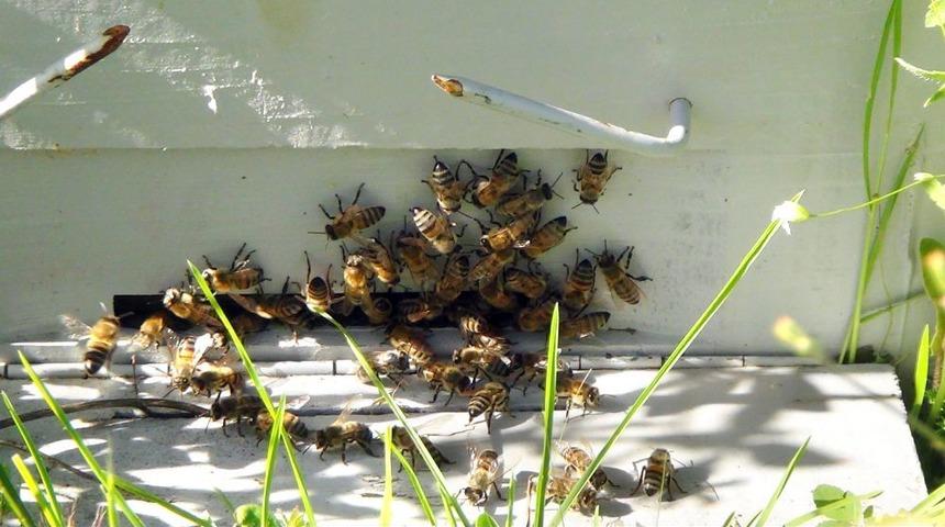 Bitlis&rsquo;te Bu Yıl 2 Bin 500 Ton Bal &Uuml;retimi Hedefleniyor