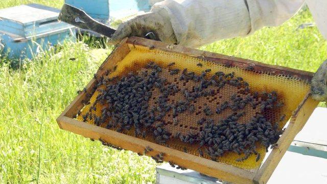 Bitlis’te Bu Yıl 2 Bin 500 Ton Bal Üretimi Hedefleniyor