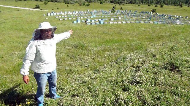 Bitlis’te Bu Yıl 2 Bin 500 Ton Bal Üretimi Hedefleniyor