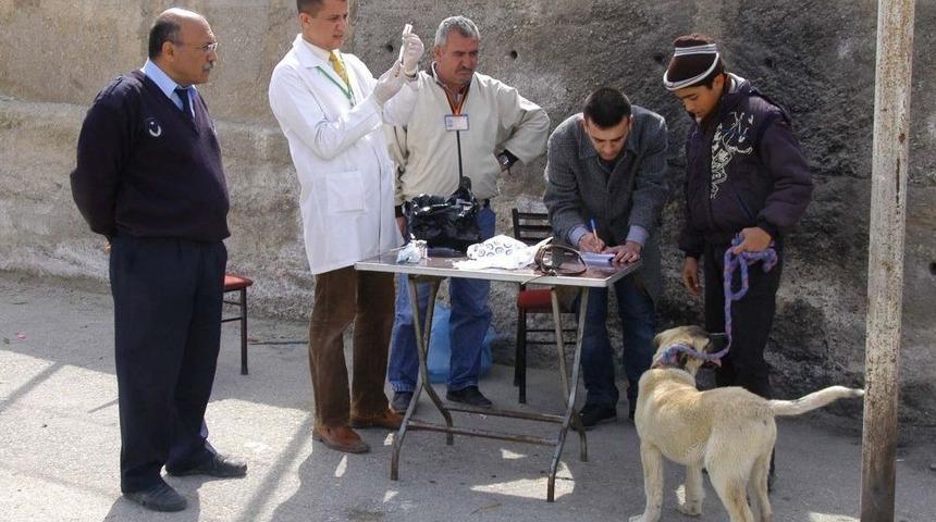 Mamak'ta Evcil Hayvanlara Kuduz Aşısı Yapılıyor