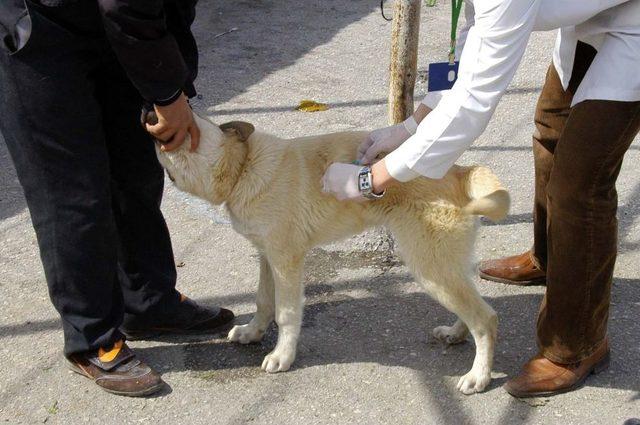 Mamak'ta Evcil Hayvanlara Kuduz Aşısı Yapılıyor