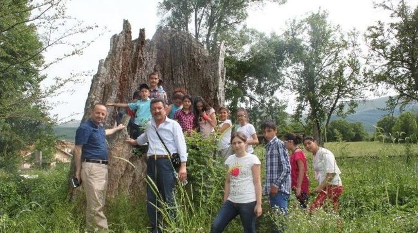 Ladik&rsquo;teki Yeşil Dev Kurudu