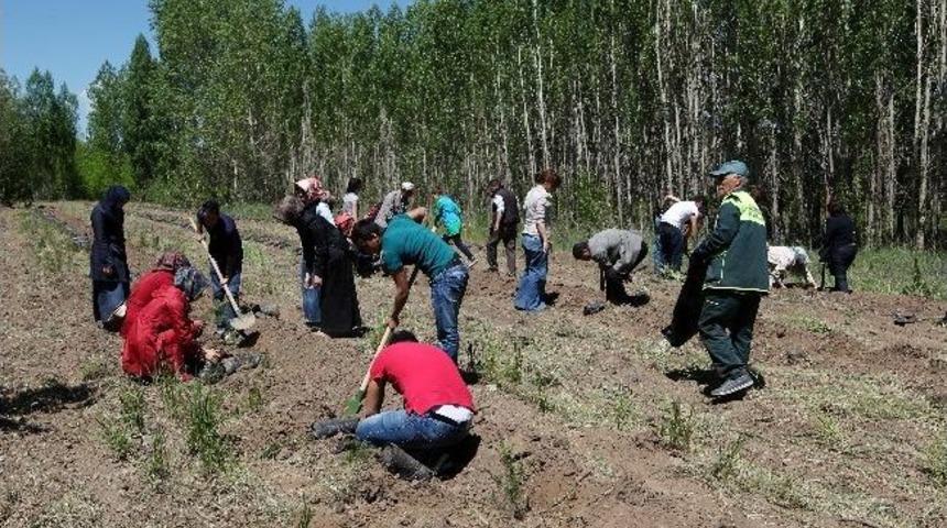 Atat&uuml;rk &Uuml;niversitesi Kamp&uuml;s&uuml;nde Ağa&ccedil; Dikimi