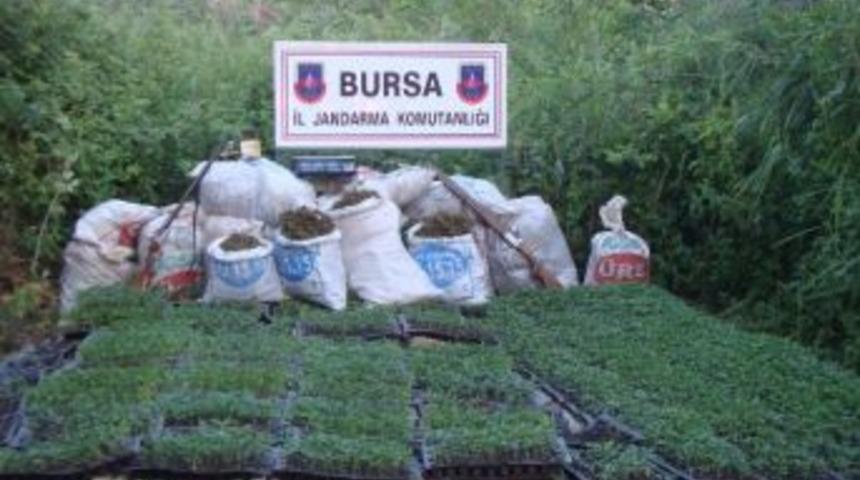 Tavan Arasındaki Esrarı "varis" Buldu