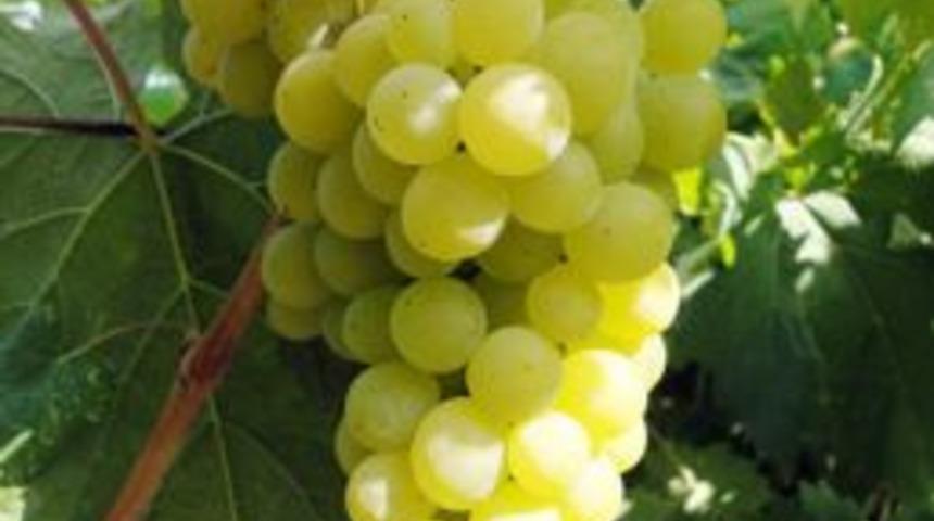 Mersin&rsquo;de 45 Bin Dekarlık Alanda 70 Bin Ton &lsquo;Tarsus Beyazı &Uuml;z&uuml;m&rsquo; Yetiştiriliyor