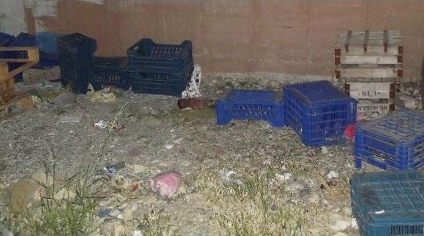 Demre'de V&uuml;cudu K&ouml;peklerce Par&ccedil;alanmış Bebek Cesedi Bulundu