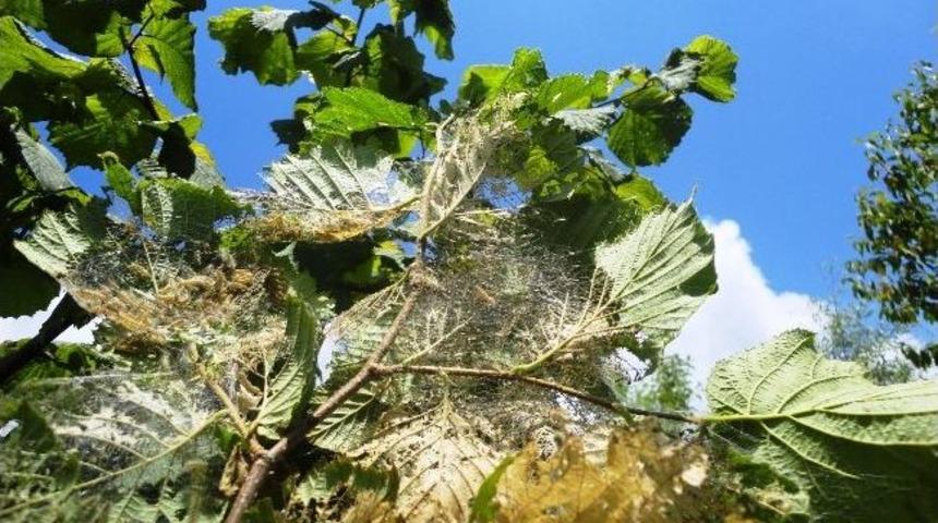 Amerikan Beyaz Kelebeği İle M&uuml;cadele Zamanı