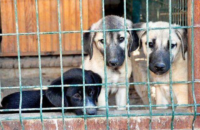 Sokağa Ş&uuml;pheli Şekilde K&ouml;pek Bırakanları İhbar Edin &Ccedil;ağrısı 1
