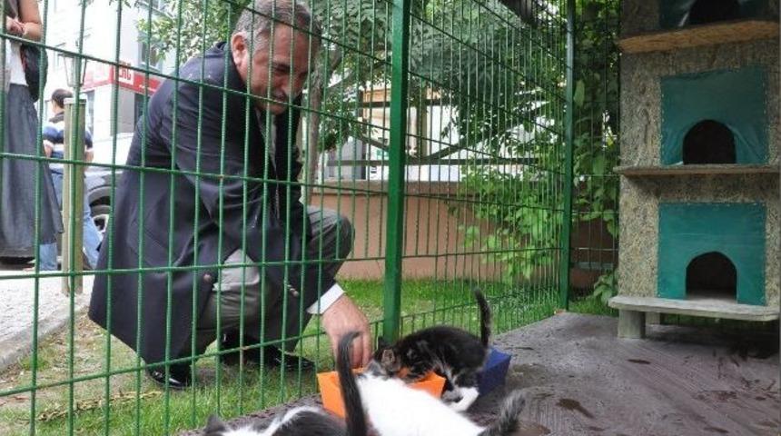 Bolu&rsquo;da Kedi Evleri Hayata Ge&ccedil;irildi