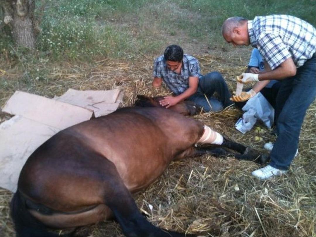 Yaralanan Atın &Ouml;l&uuml;m&uuml; Kuşadası'nı Karıştırdı