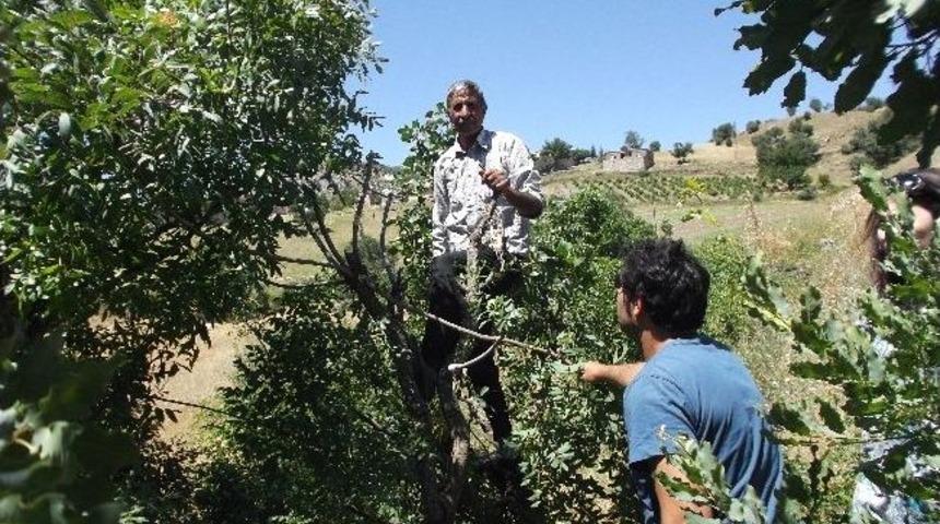 Menengi&ccedil; Ağa&ccedil;larının Meyvesi Antep Fıstığı Olacak