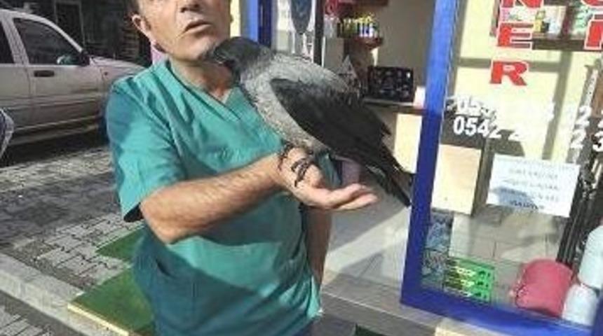 Okan Karga Vakfıkebir&rsquo;in Maskotu Oldu