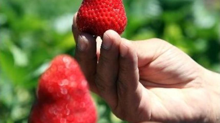 Ahlat'ta &Ccedil;ilek Hasadı Başladı