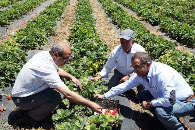 Ahlat'ta Çilek Hasadı Başladı