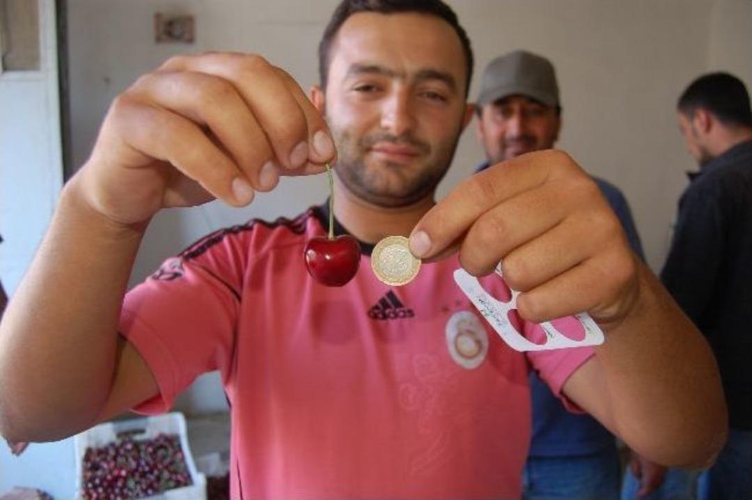 Lapseki Kirazları Yurt Dışına Pazarlanıyor