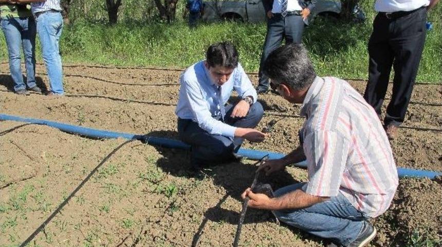 Bing&ouml;l&rsquo;de &Ccedil;ilek Yetiştiriciliği