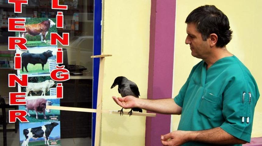 Tedavi Ettiği Karga, Yanından Ayrılmıyor