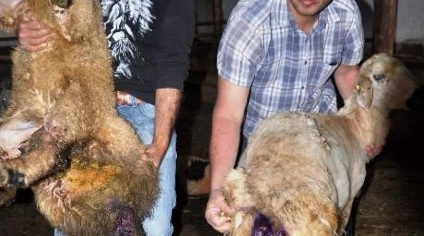 K&ouml;yde Kurt N&ouml;beti