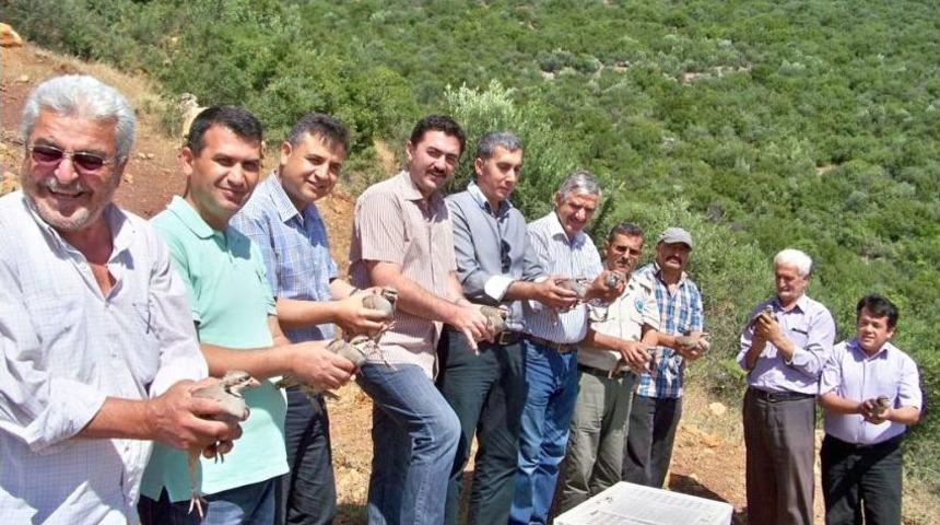 Hassa&rsquo;da 500 Kınalı Keklik Doğaya Salındı
