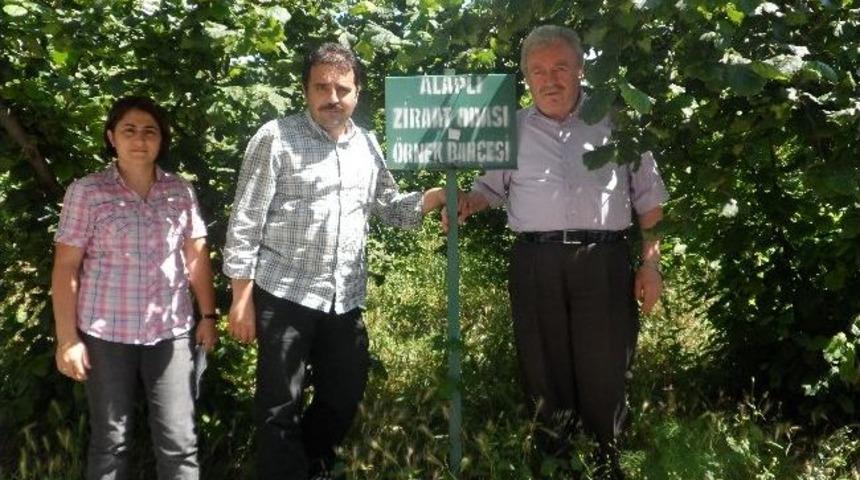 Alaplı&rsquo;da Fındık Rekoltesi 8 Bin 500 Ton