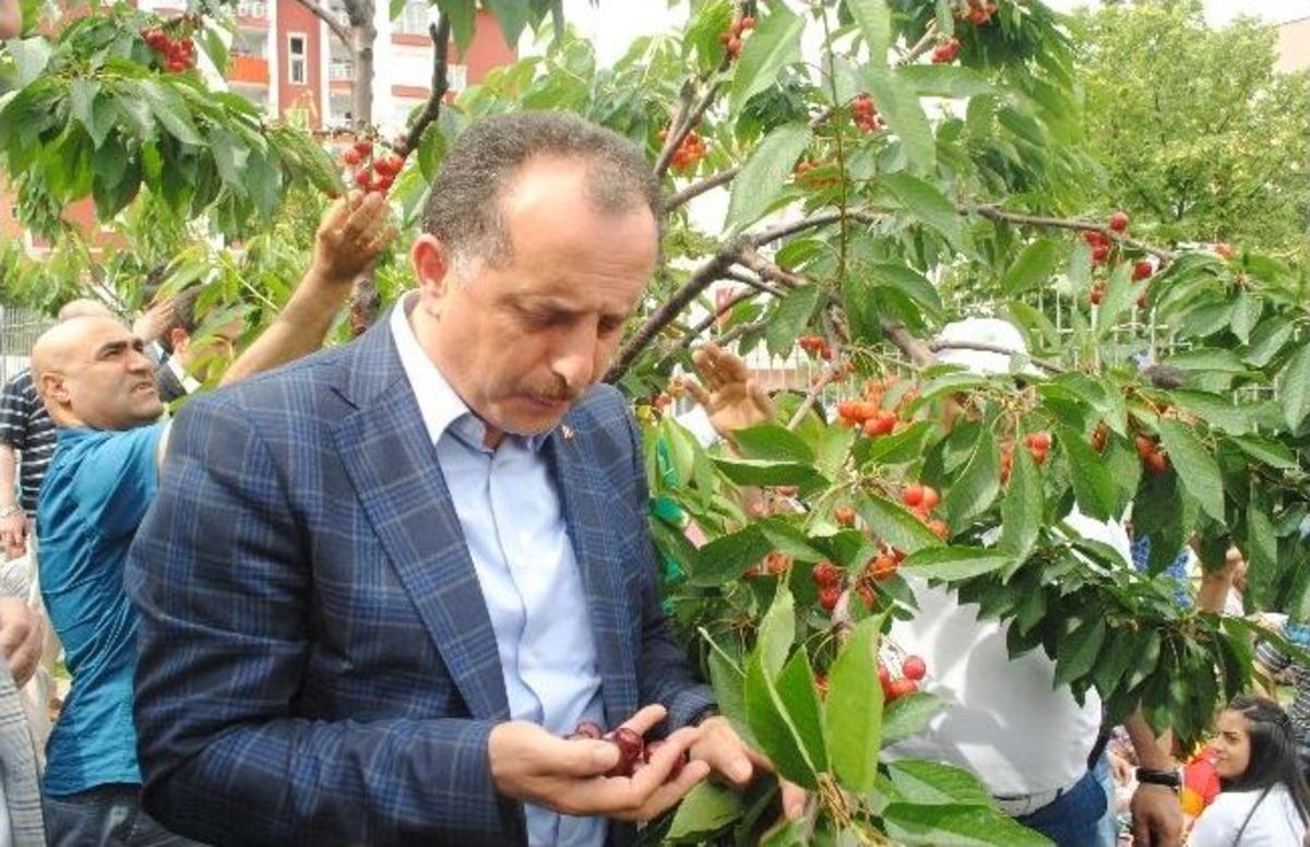 Bağcılar&rsquo;da &ldquo;kiraz&rdquo; Şenliği