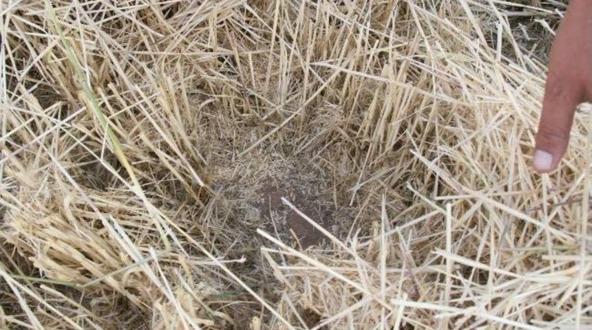 Yerk&ouml;y Ziraat Odasından 'dane Kaybı' Uyarısı