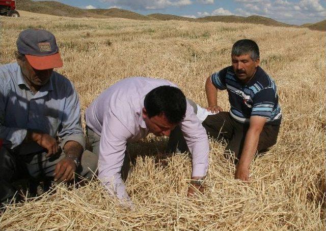 Yerköy Ziraat Odasından 'dane Kaybı' Uyarısı