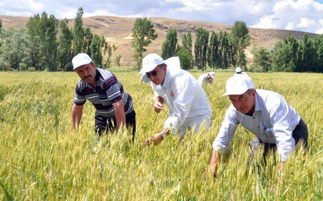 Gıda, Tarım Ve Hayvancılık Müdürlüğü Ekipleri Süne Mücadelesini Sürdürüyor