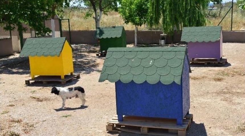 Hayvan Bakım Merkezinde İyileştirme &Ccedil;alışmaları