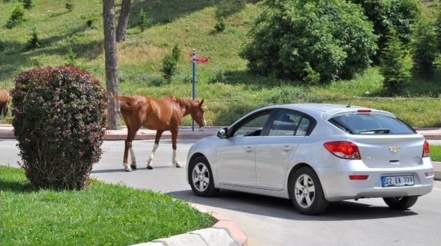 Başıboş Atlar Tehlike Yaratmaya Devam Ediyor