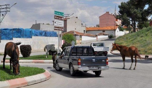 Başıboş Atlar Tehlike Yaratmaya Devam Ediyor 1
