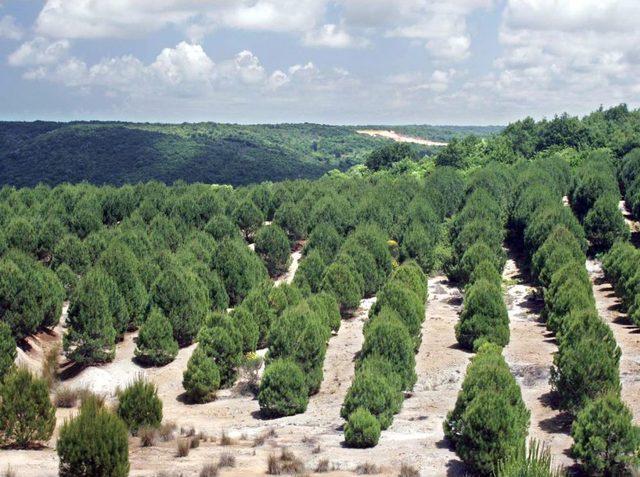 Eroğlu ndan İstanbul a Iki Yeni Orman Ve 5 Milyon Fidan M&uuml;jdesi 1