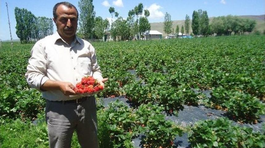 Muş&rsquo;ta Sodes&rsquo;li &Ccedil;ilek Yetiştirildi