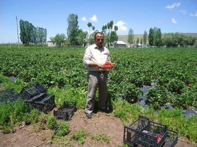 Muş&rsquo;ta Sodes&rsquo;li &Ccedil;ilek Yetiştirildi 1