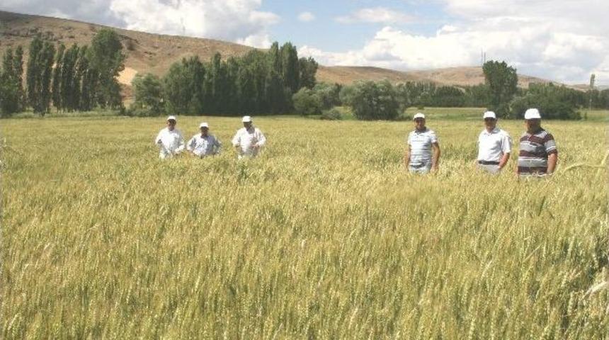 Yozgat Gıda Tarım Ve Hayvancılık M&uuml;d&uuml;rl&uuml;ğ&uuml; S&uuml;rvey Ekibi S&uuml;ne M&uuml;cadelesini S&uuml;rd&uuml;r&uuml;yor