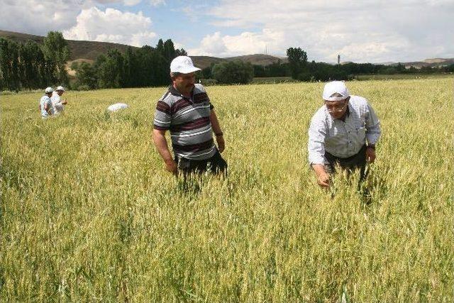 Yozgat Gıda Tarım Ve Hayvancılık Müdürlüğü Sürvey Ekibi Süne Mücadelesini Sürdürüyor