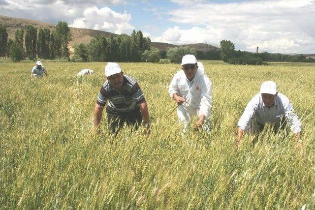 Yozgat Gıda Tarım Ve Hayvancılık Müdürlüğü Sürvey Ekibi Süne Mücadelesini Sürdürüyor