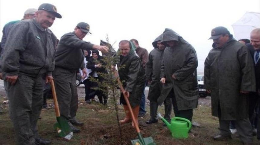 Hastane Bah&ccedil;esine Fidan