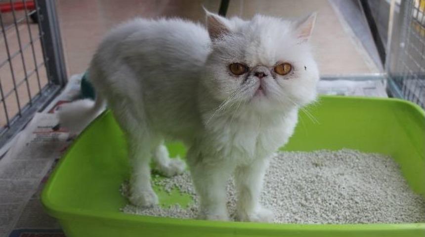 Hayvanlar Yaz Aylarında Daha Fazla Korunmalı