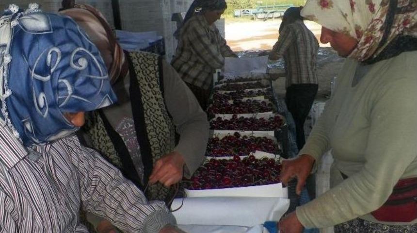 S&ouml;ke'de Kiraz &Uuml;retim Sahası Genişledi