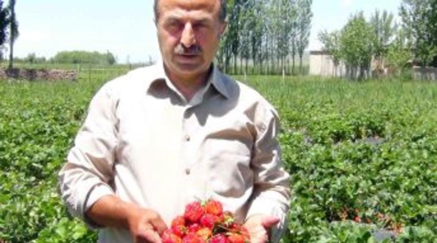 Muş&rsquo;ta &Ccedil;ilek Tarlaları Meyve Vermeye Başladı