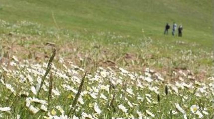 Paland&ouml;ken Kayak Merkezi, Kışın Kar Yazın Papatyayla Beyaza B&uuml;r&uuml;n&uuml;yor