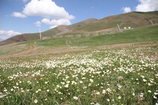 Palandöken Kayak Merkezi, Kışın Kar Yazın Papatyayla Beyaza Bürünüyor